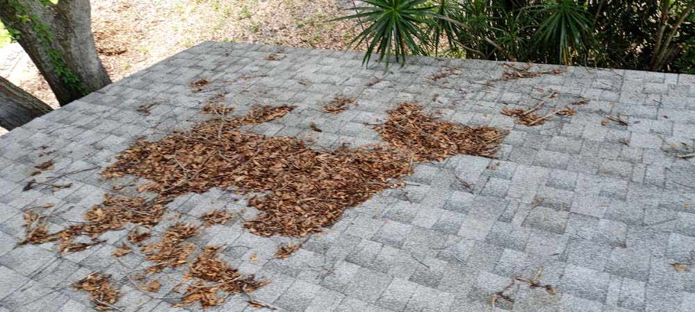 Gutter Cleaner Service Tall Pines, Tampa